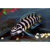 JULIDOCHROMIS TRANSCRIPTUS