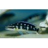 JULIDOCHROMIS TRANSCRIPTUS GOMBI