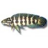 JULIDOCHROMIS TRANSCRIPTUS GOMBI