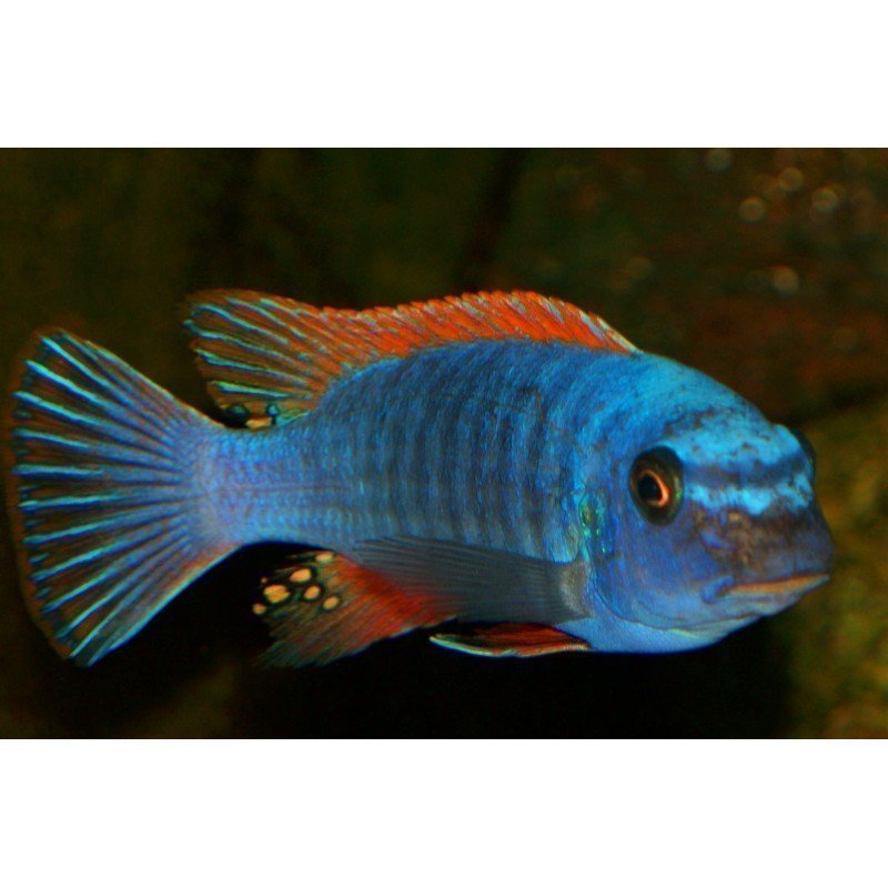 LABEOTROPHEUS TREWAVASAE RED TOP