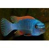 LABEOTROPHEUS TREWAVASAE RED TOP