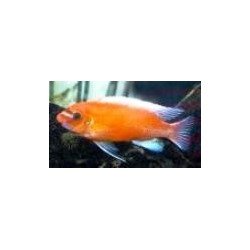 LABEOTROPHEUS TREWAVASAE ROSY