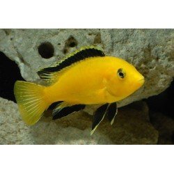 LABIDOCHROMIS CAERULEUS YELLOW