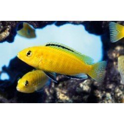 LABIDOCHROMIS CAERULEUS YELLOW