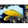 LABIDOCHROMIS CAERULEUS YELLOW