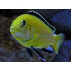 LABIDOCHROMIS CAERULEUS YELLOW