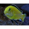 LABIDOCHROMIS CAERULEUS YELLOW
