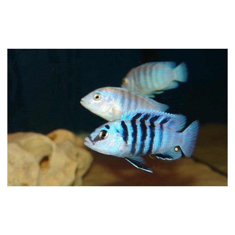 LABIDOCHROMIS CHISUMULAE