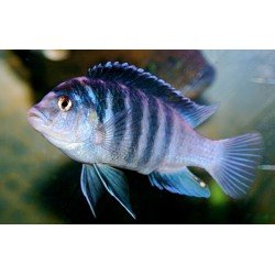 LABIDOCHROMIS CHISUMULAE