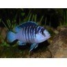 LABIDOCHROMIS CHISUMULAE