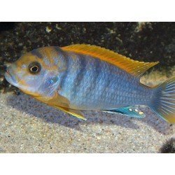 LABIDOCHROMIS HONGI ORANGE