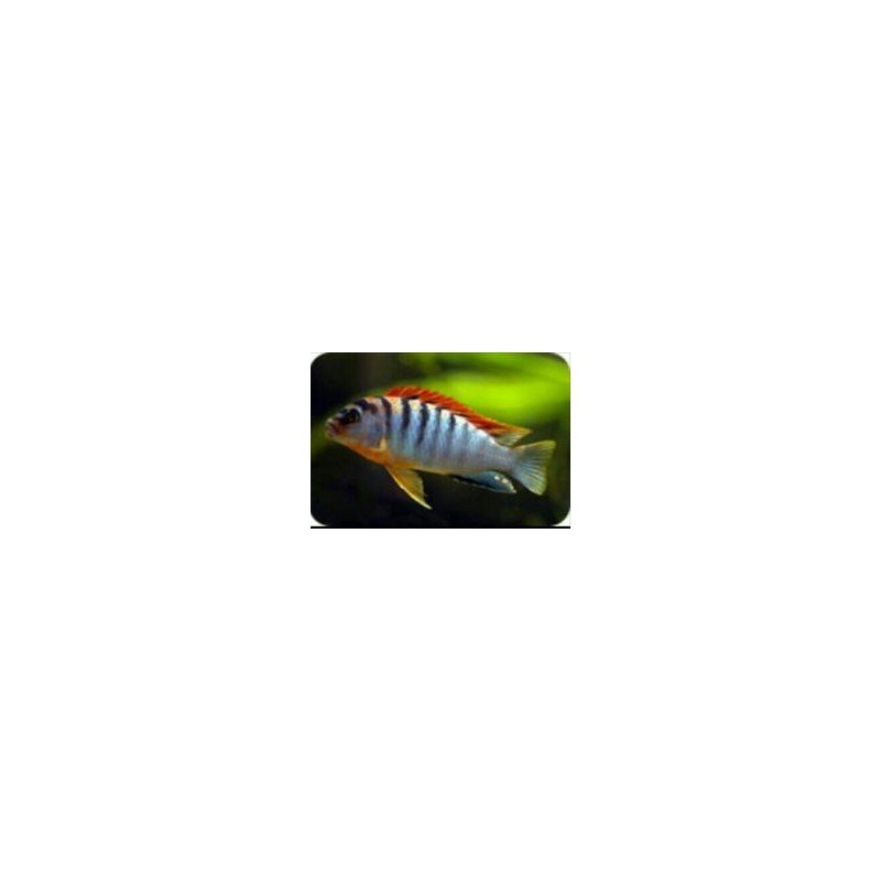 LABIDOCHROMIS HONGI RED TOP 