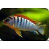 LABIDOCHROMIS HONGI RED TOP 