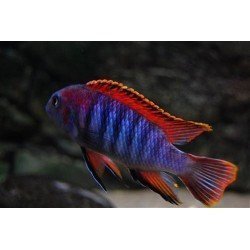 LABIDOCHROMIS HONGI RED TOP 