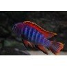 LABIDOCHROMIS HONGI RED TOP 