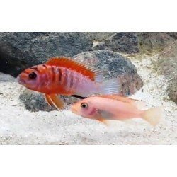 LABIDOCHROMIS HONGI SWEDEN