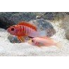 LABIDOCHROMIS HONGI SWEDEN