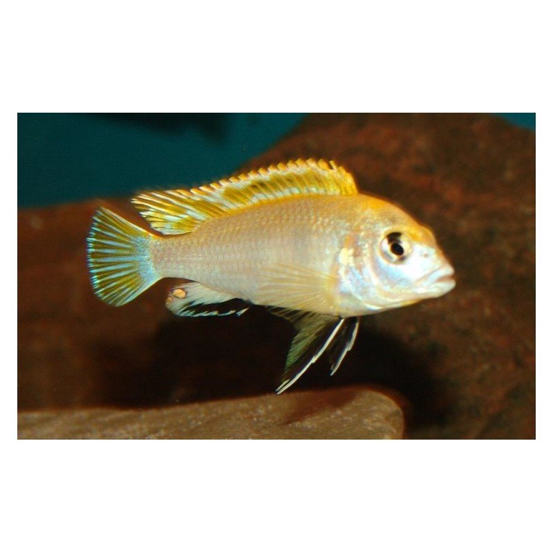 LABIDOCHROMIS PERLMUT "HIGGA RIFF"