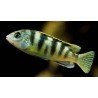 LABIDOCHROMIS PERLMUT "HIGGA RIFF"
