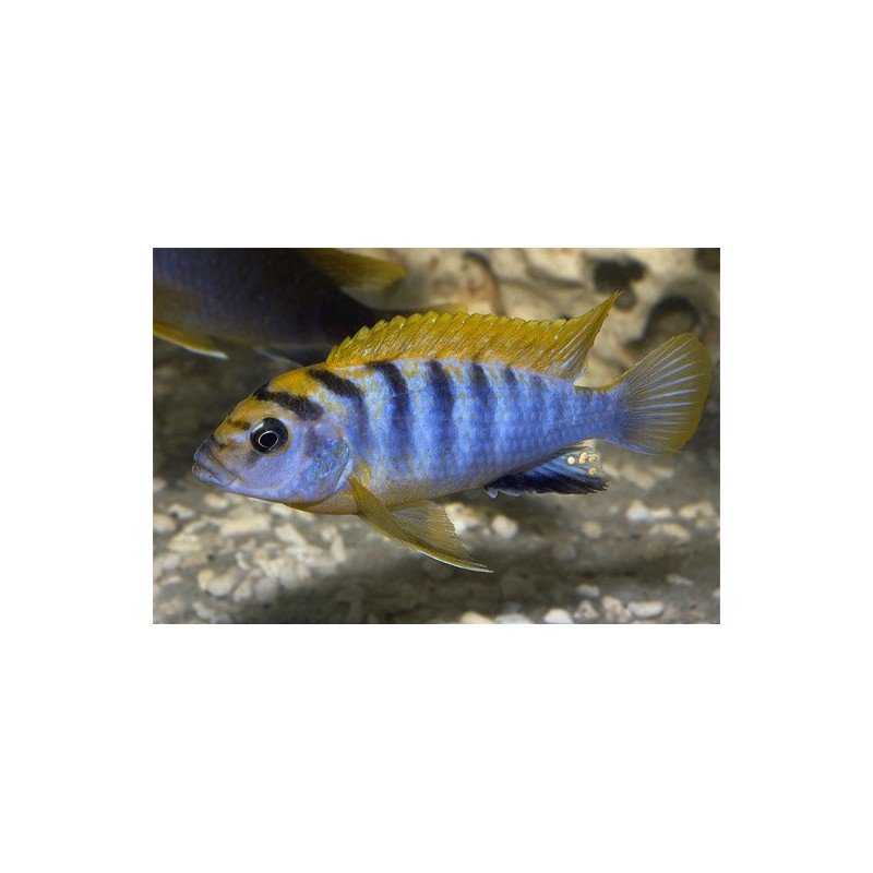 LABIDOCHROMIS SP. HONGI