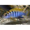 LABIDOCHROMIS SP. HONGI