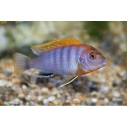 LABIDOCHROMIS SP. HONGI