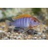 LABIDOCHROMIS SP. HONGI