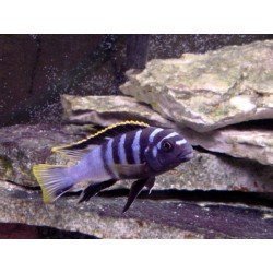 LABIDOCHROMIS SP. MBAMBA