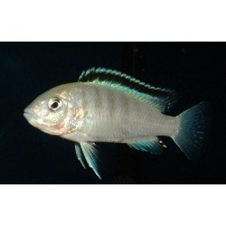 LABIDOCHROMIS SP. NKALI