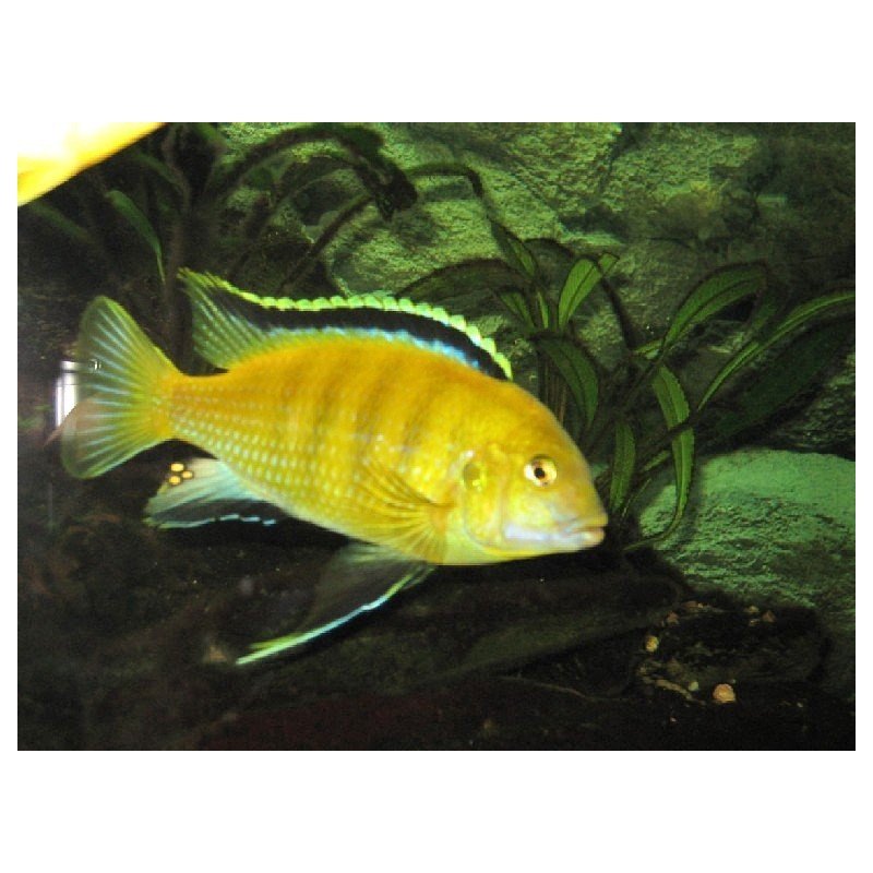 LABIDOCHROMIS SP. YELLOW