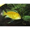 LABIDOCHROMIS SP. YELLOW