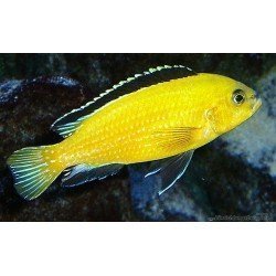 LABIDOCHROMIS SP. YELLOW