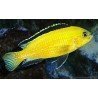 LABIDOCHROMIS SP. YELLOW