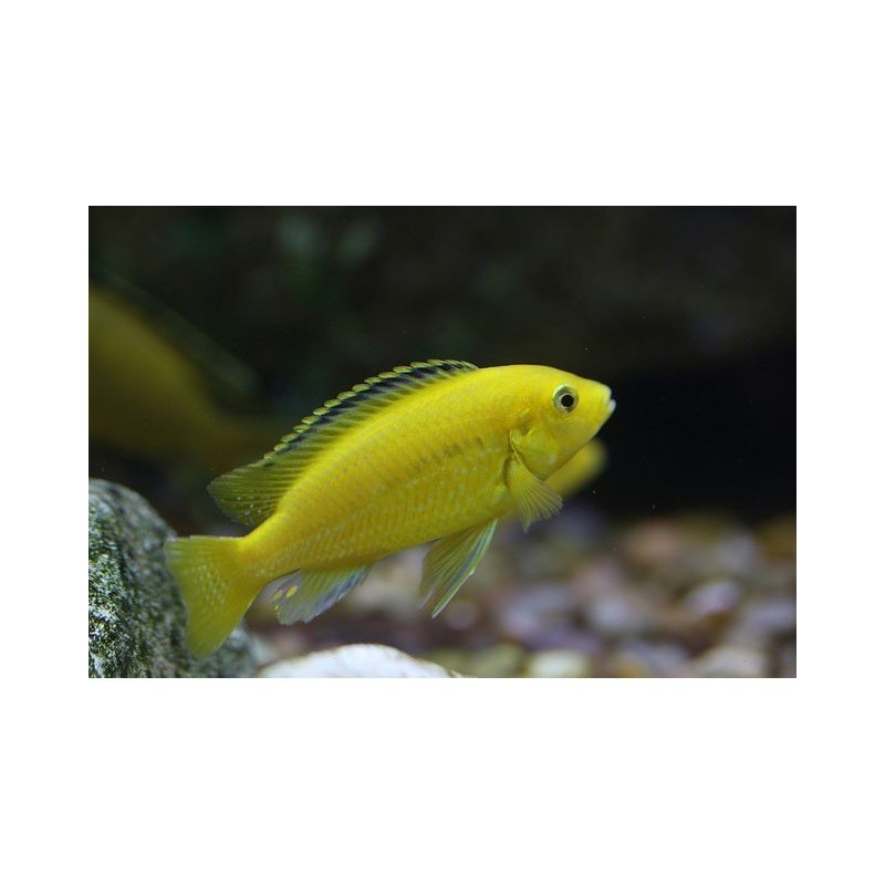 LABIDOCHROMIS YELLOW KAKUSA