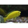 LABIDOCHROMIS YELLOW KAKUSA