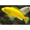 LABIDOCHROMIS YELLOW KAKUSA