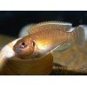 LAMPROLOGUS BREVIS
