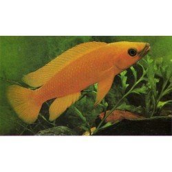 LAMPROLOGUS LELEUPI LELEUPI ORANGE