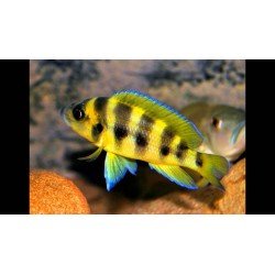 LAMPROLOGUS SEXFASCIATUS GOLD