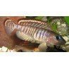 LAMPROLOGUS SIGNATUS