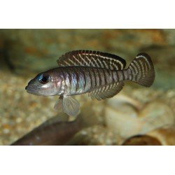 LAMPROLOGUS SIGNATUS