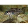 LAMPROLOGUS SIGNATUS