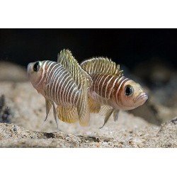 LAMPROLOGUS SIMILIS