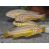 MELANOCHROMIS AURATUS ALBIN