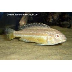 MELANOCHROMIS AURATUS ALBIN