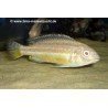 MELANOCHROMIS AURATUS ALBIN
