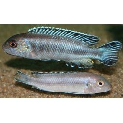 MELANOCHROMIS PERILEUCOS