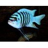 METRIACLIMA ZEBRA CHILUMBA MAISON REEF
