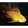 APISTOGRAMMA CACATUOIDES GOLD RED