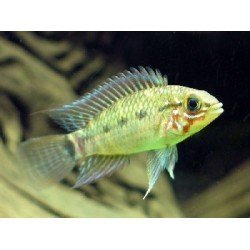 APISTOGRAMMA COMMBRAE RED MASK 